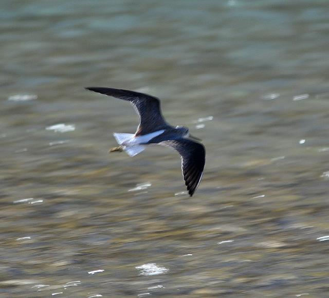 common greenshank flying